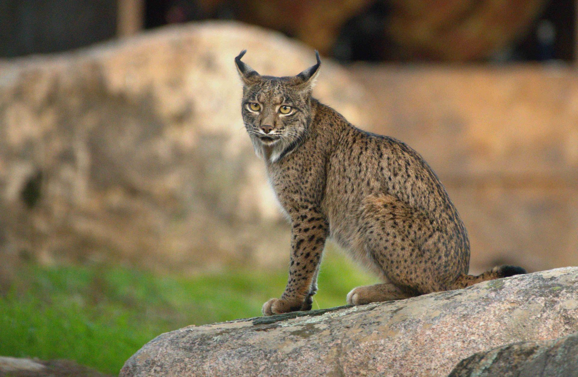 Las mejores fotos del año de la Naturaleza andaluza, por Carlos Romero