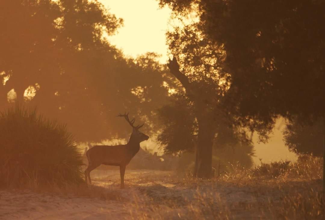 Las mejores fotos del año de la Naturaleza andaluza, por Carlos Romero