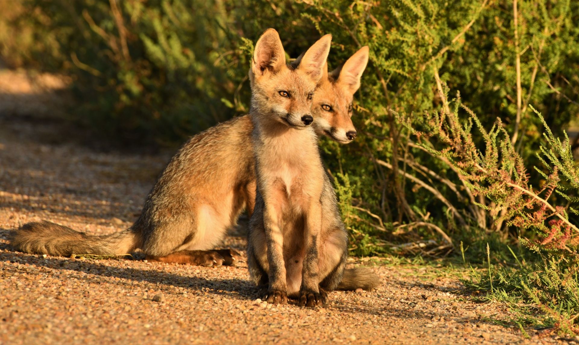 Las mejores fotos del año de la Naturaleza andaluza, por Carlos Romero