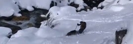 Pánico en el Pirineo después de que un jabalí embistiese a un esquiador