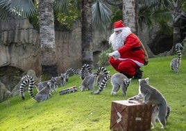 Los animales de Bioparc Valencia reciben los regalos de Papá Noel