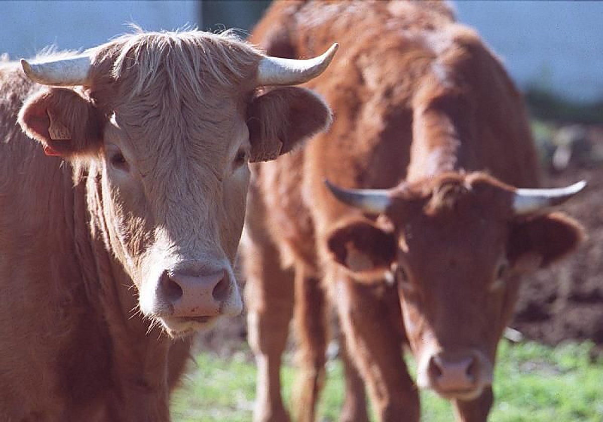 Ganado vacuno pastando en el Valle de los Pedroches