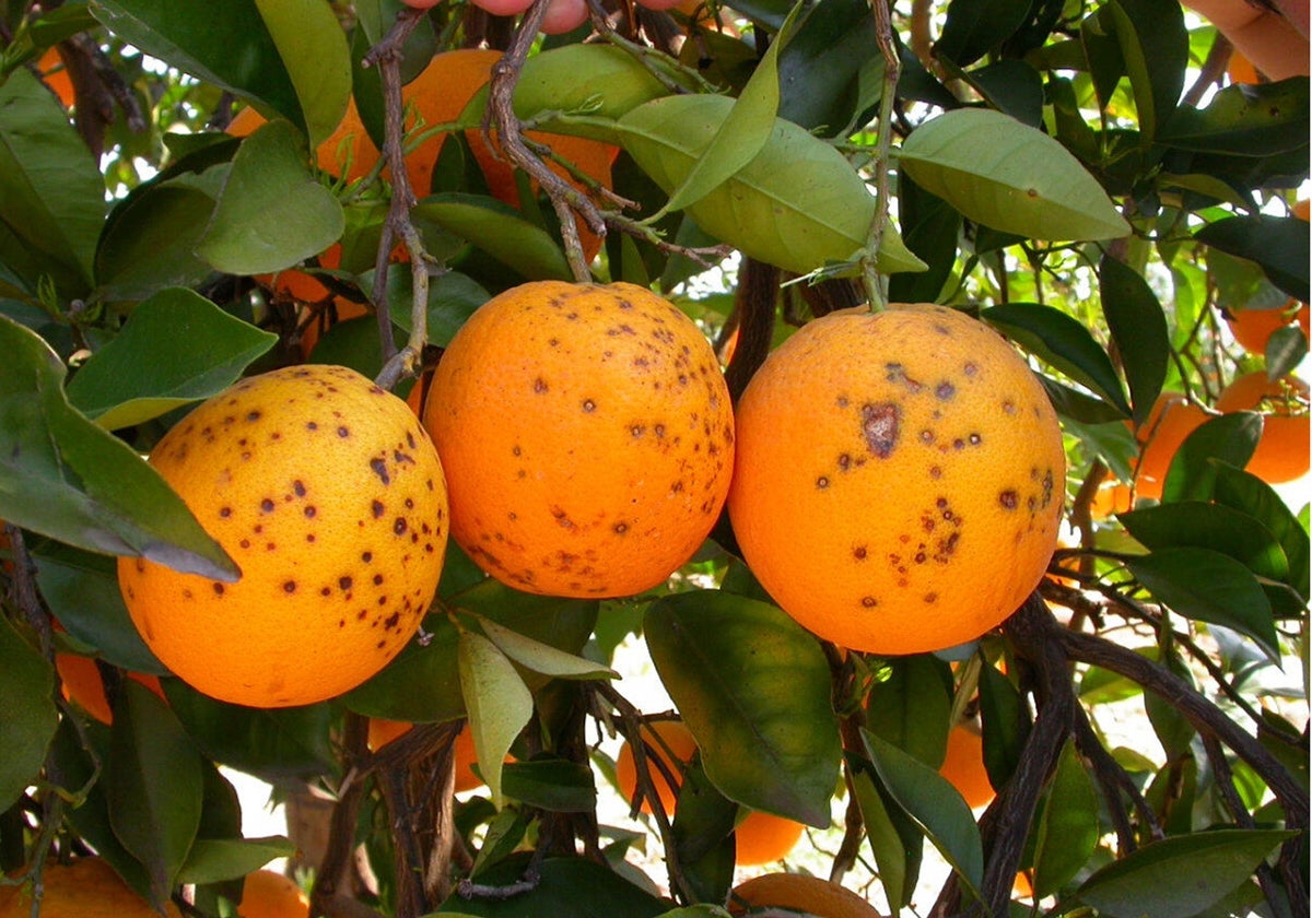 Naranjas importadas a Europa desde países de Mercosur con una plaga