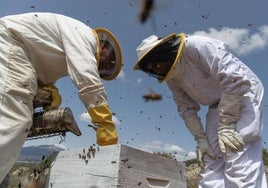 Un estudio del Reina Sofía sobre la tolerancia a la picadura de abejas, premio nacional de Alergología