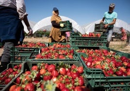 Las nuevas contrataciones de extranjeros en origen permitirán trabajar a 20.000 temporeros