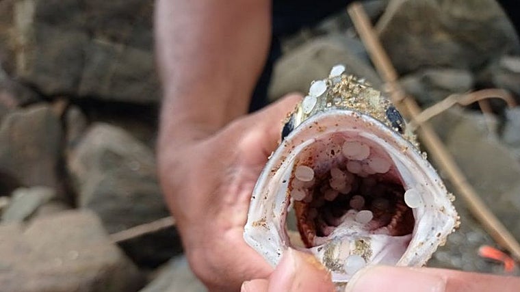 Imagen del vertido de Sri Lanka que, entre otros, usaron las Juventudes Socialistas hablando del vertido en Galicia