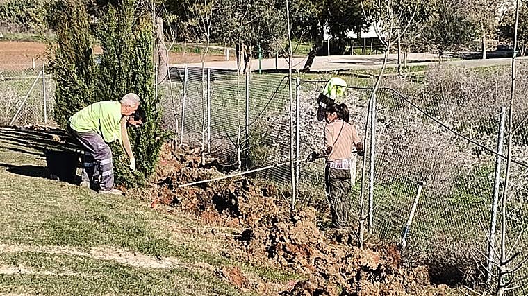Plantación de coníferas y álamos en la Loma Golf