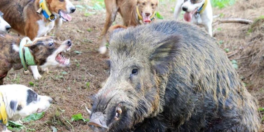 Doce miembros de una familia de Ciudad Real infectados de triquinosis tras comer jabalí