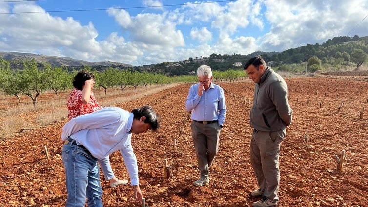 La sequía extrema de 2024 hace «agonizar» cinco cultivos en Alicante con el trasvase Tajo-Segura en el aire