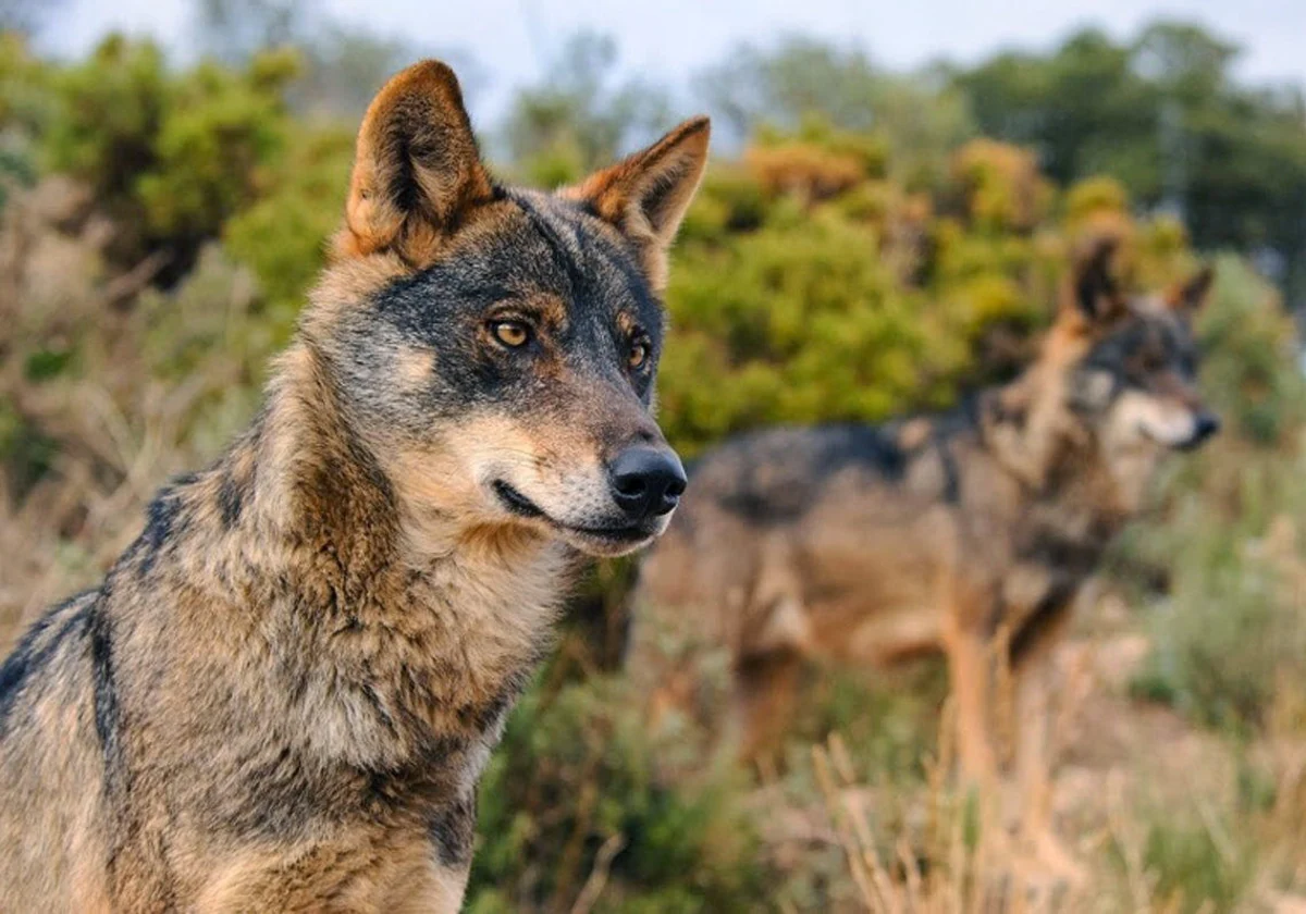 Hay que compatibilizar el crecimiento del lobo con la actividad ganadera