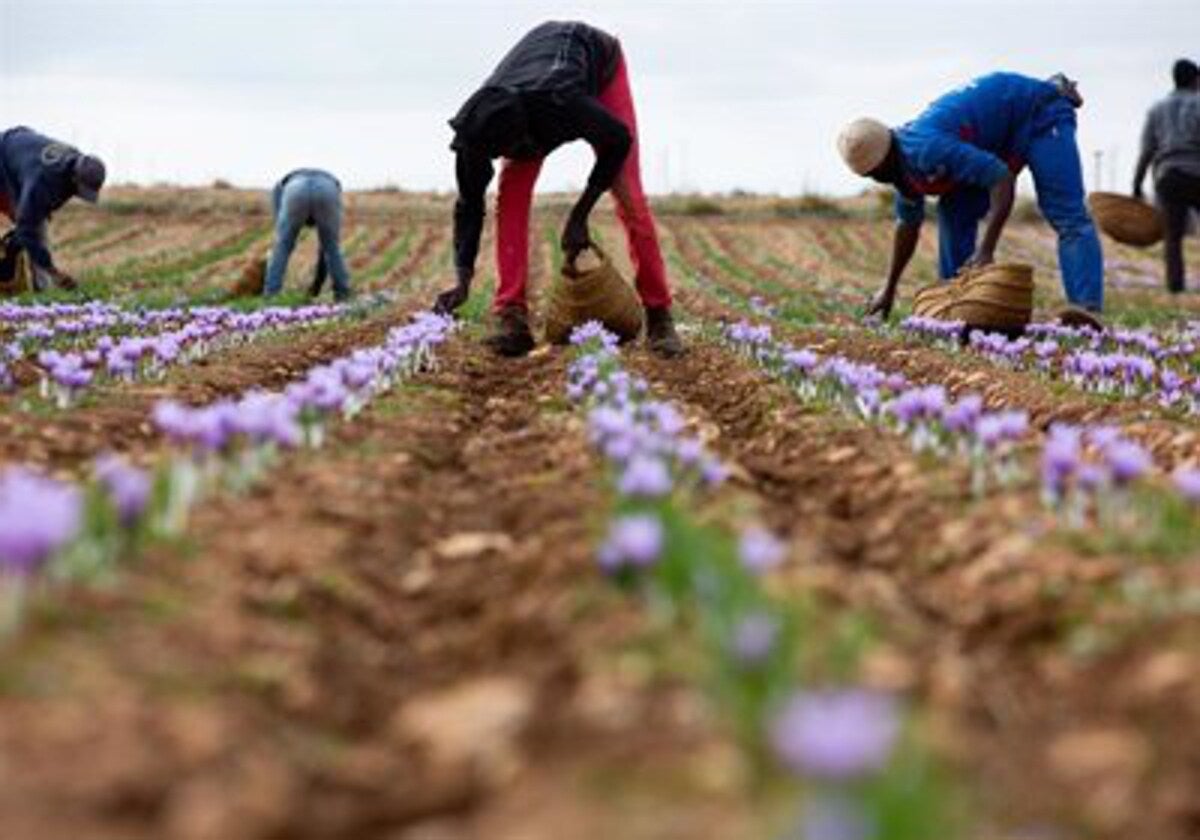 La cosecha de azafrán sube un 19,65% respecto a la de 2023, pero sigue estando por debajo (36,4%) de la media 2013-2023