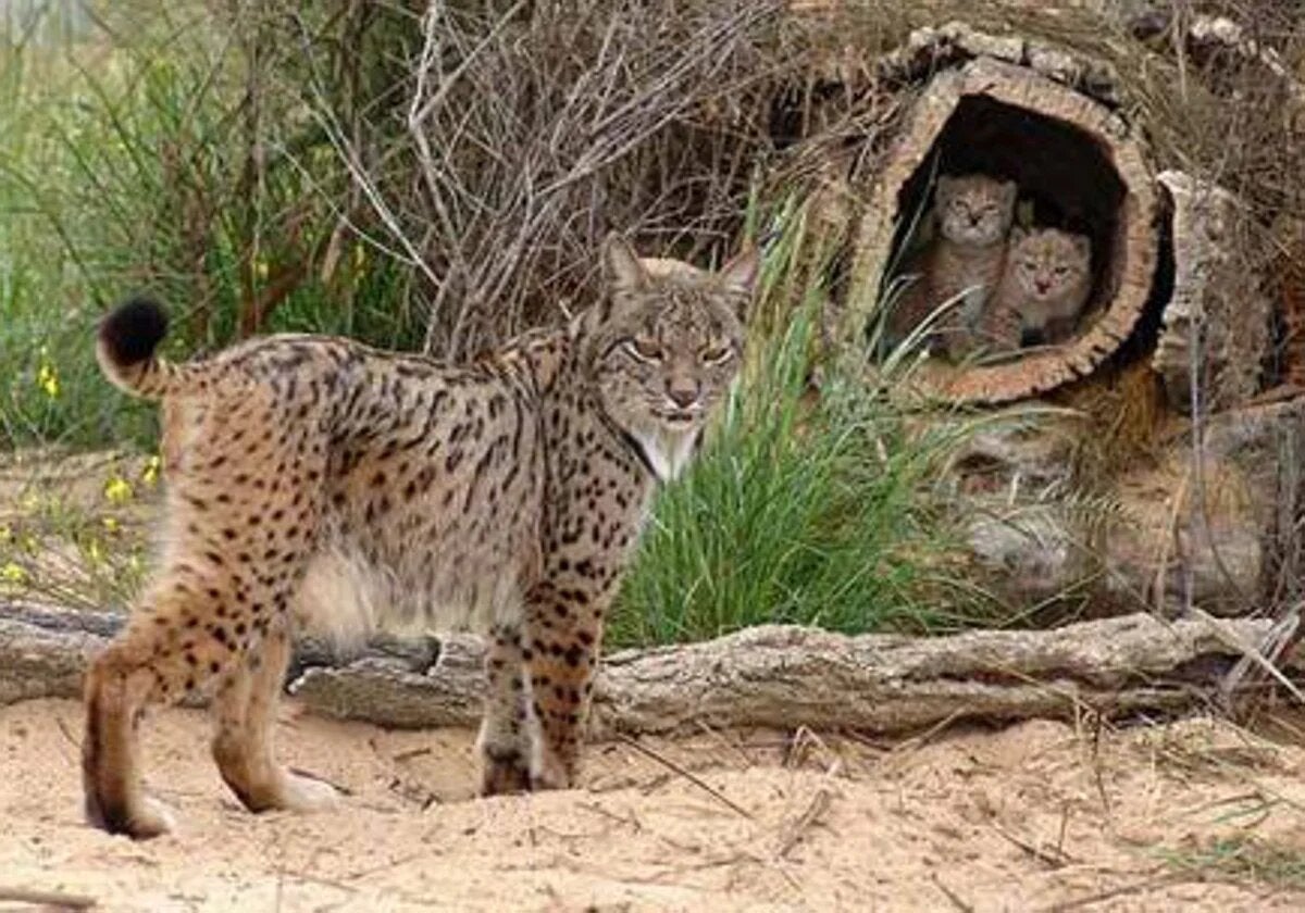Fundación Artemisan inicia las charlas sobre el lince ibérico de Life Lynxconnect en Castilla-La Mancha