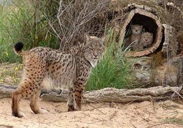 Fundación Artemisan inicia las charlas sobre el lince ibérico de Life Lynxconnect en Castilla-La Mancha
