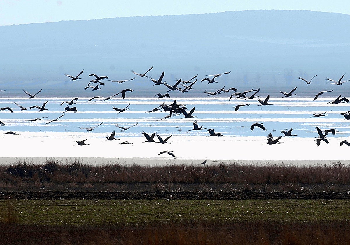 El espectáculo que brindan las grullas y la naturaleza cada año en la laguna de Gallocanta