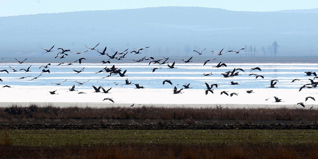 Más de 13.400 grullas censadas descansan en estos momentos en la laguna de Gallocanta