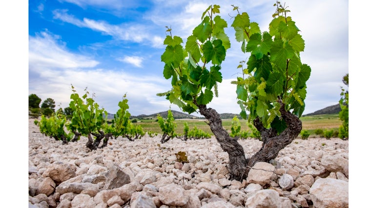Viñedos de las Bodegas Casa Castilo