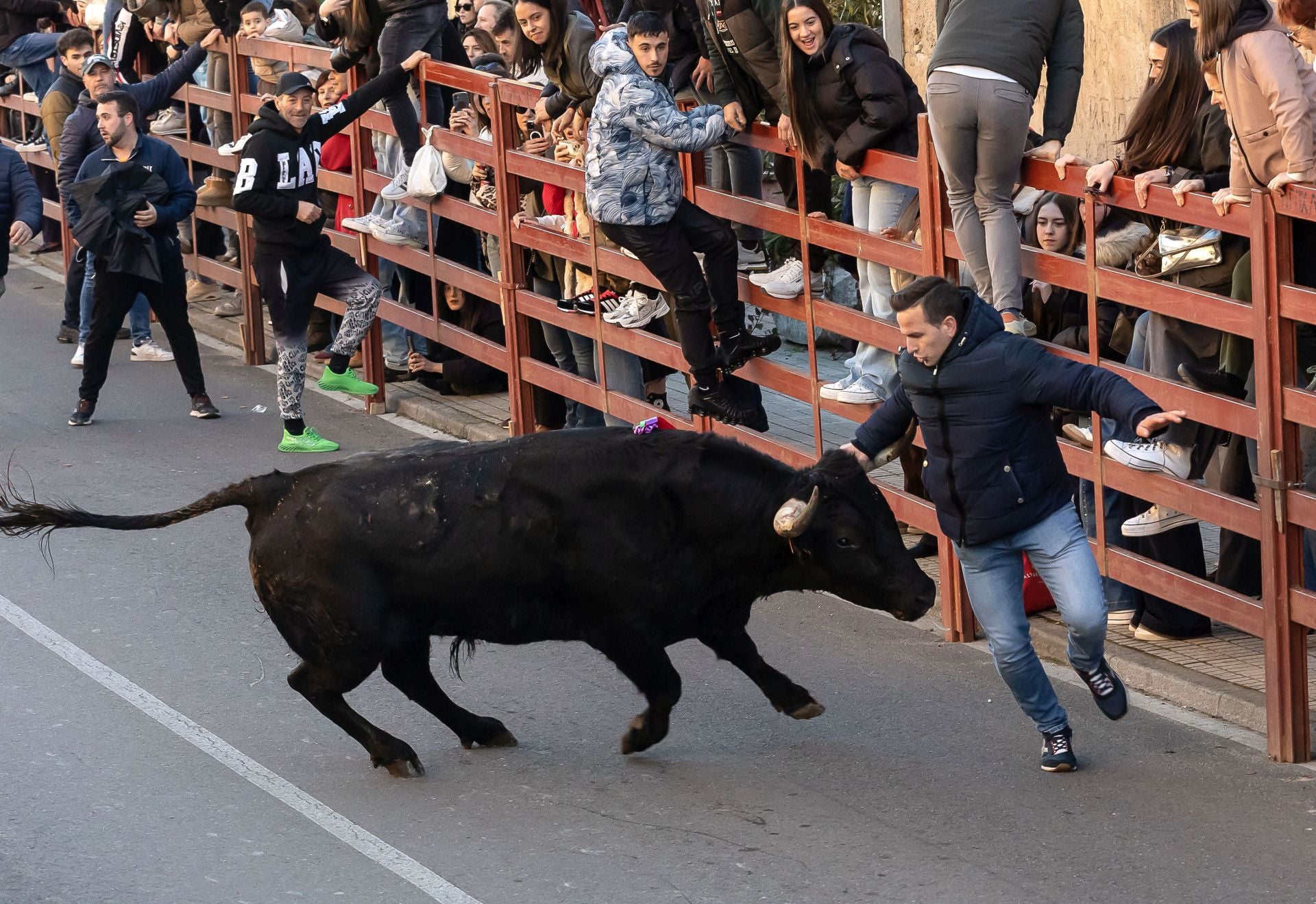 El Toro de San Sebastián sirve de aperitivo del Carnaval en Ciudad Rodrigo