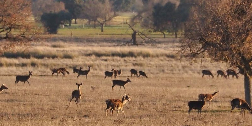 La Diputación de Ciudad Real se pronuncia a favor de que se permita la caza controlada en Cabañeros