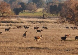 La Diputación de Ciudad Real se pronuncia a favor de que se permita la caza controlada en Cabañeros