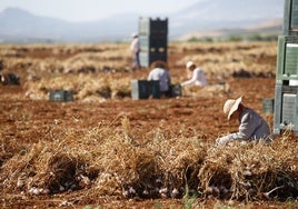 El campo cordobés perdió empleo en 2024 pese a las buenas cifras del último trimestre