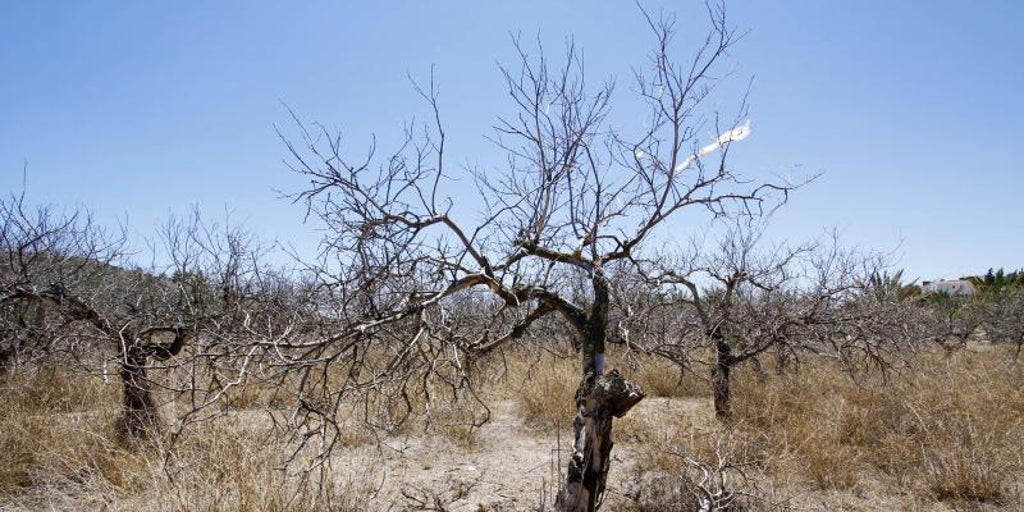 «Las decisiones del Gobierno sobre el Tajo-Segura condenan a la desaparición a la agricultura alicantina»: la Generalitat alerta por el trasvase