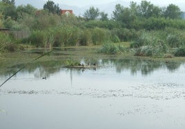 La Junta amplía la protección de la Charca de Suárez, hábitat y lugar de paso de miles de aves acuáticas en Motril