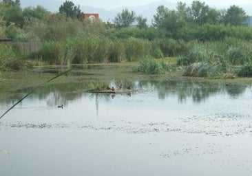 Aves acuáticas descansando en la Charca de Suárez