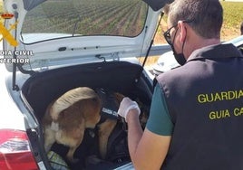 Rayo, el perro antidroga de la Guardia Civil que ha propiciado la detención de un hombre con 35 kilos de hachís en Albacete