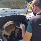 Rayo, el perro antidroga que ha propiciado la detención de un hombre con 35 kilos de hachís