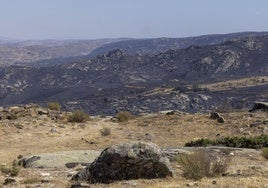 Rebaños antiincendios para salvaguardar siglos de historia