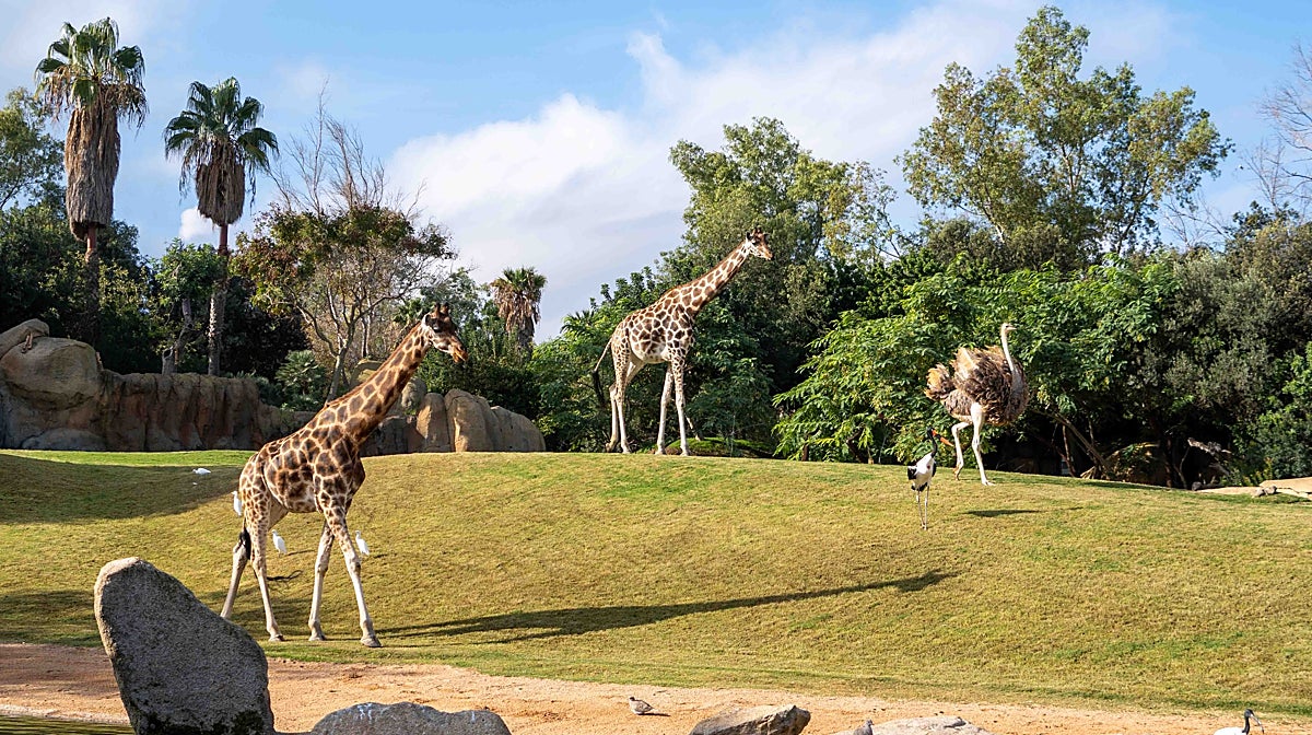 Imagen de varias jirafas en Bioparc Valencia
