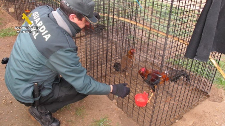 Cerco a las batallas de gallos en Valladolid: otro investigado por maltrato animal tras mutilar las crestas de 12 aves