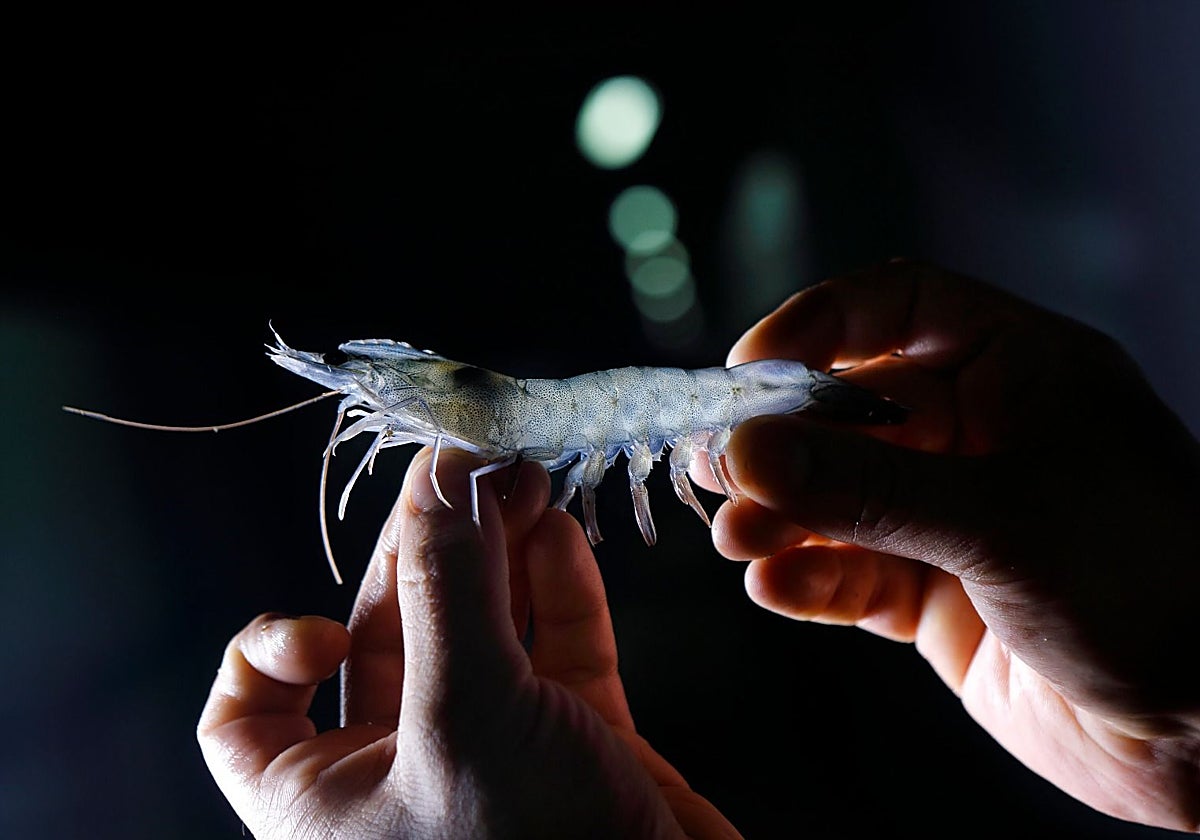 Noray Seafoods, en Medina del Campo (Valladolid), produce langostinos en circuito de ciclo cerrado