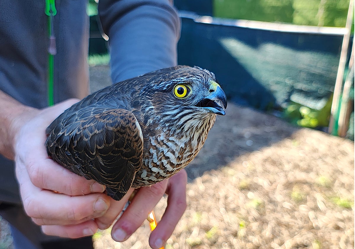 Imagen del gavilán rescatado por la Guardia Civil en Valencia