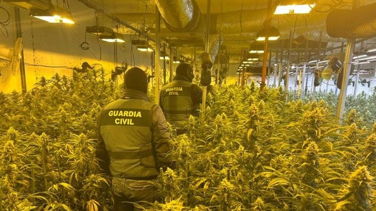 Desmantelan una nave con 1.470 plantas de marihuana en Tordehumos (Valladolid)