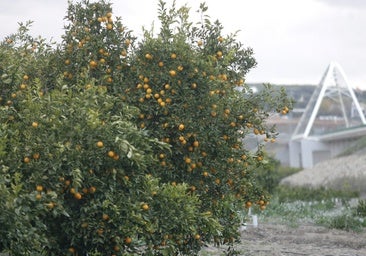 Licitan una planta fotovoltaica para el bombeo del regadío en la margen izquierda del Genil
