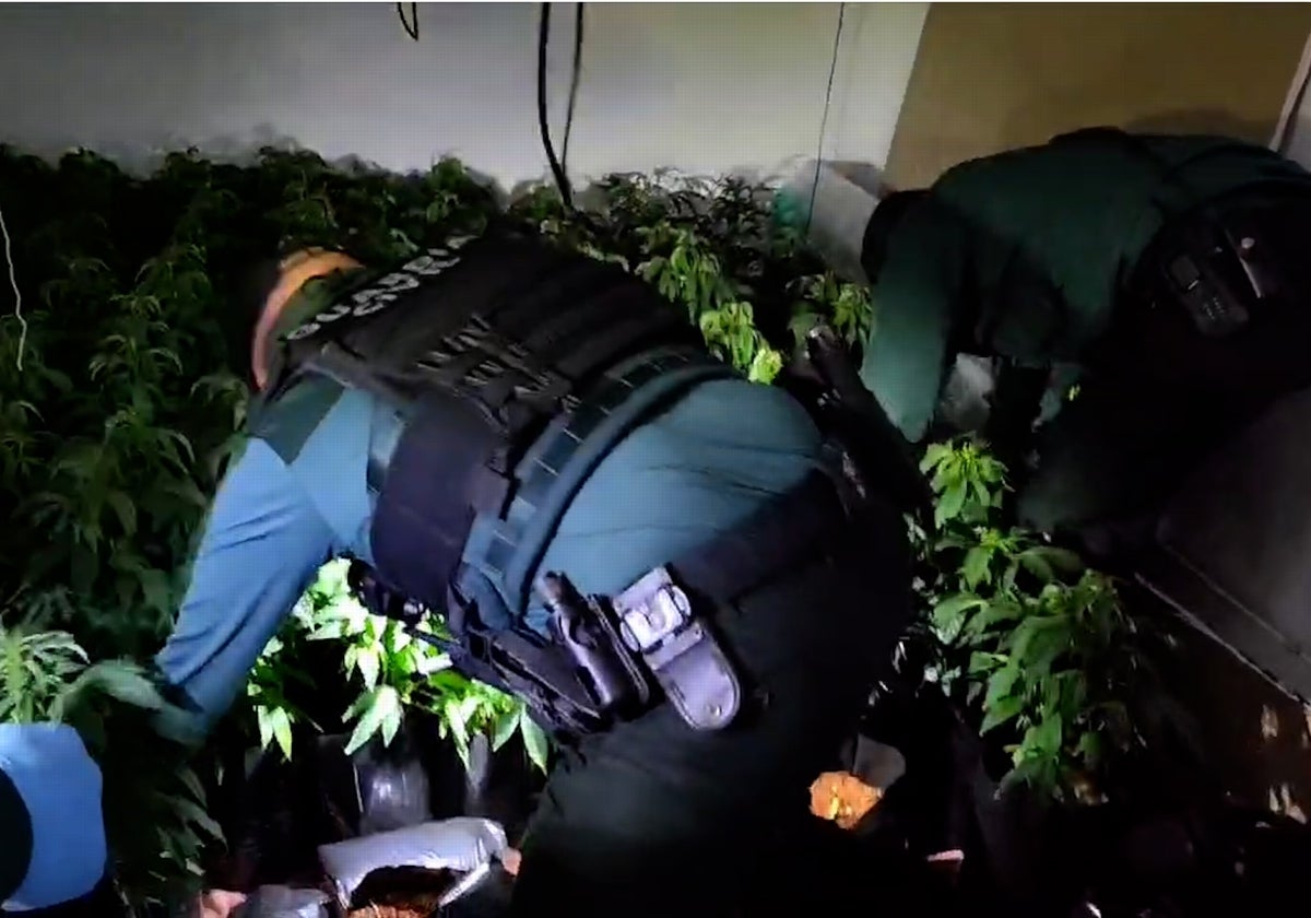 Dos investigadores de la Guardia Civil inspeccionan la plantación indoor de marihuana en Cullera (Valencia)