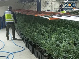 La Policía retira 2.280 plantas de marihuana del mercado negro en dos operaciones en Talavera y Mocejón