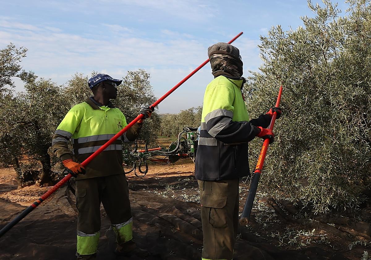 Trabajadores del campo en un olivar de Puente Genil