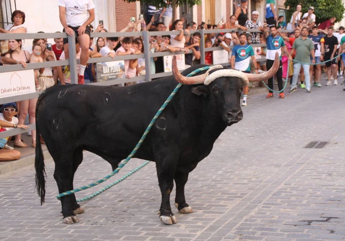 Imagen del Toro de Cuerda de Carcabuey en una de sus últimas ediciones