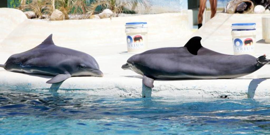 El zoo de Madrid dice adiós a sus históricos delfines