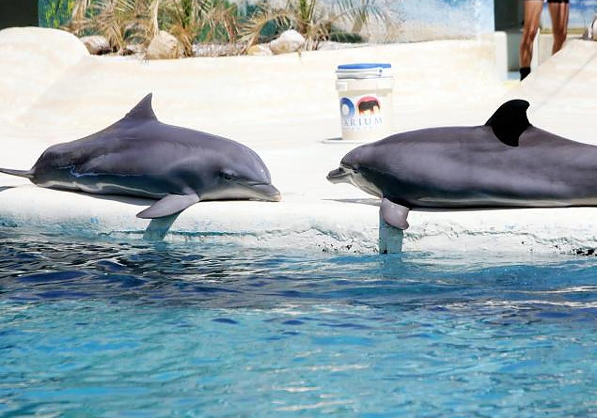 Delfines en el zoológico de Madrid