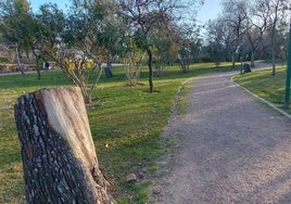 El Parque Cruz Conde tendrá 210 árboles nuevos, 30 más de los que se llevó Bernard y el tornado