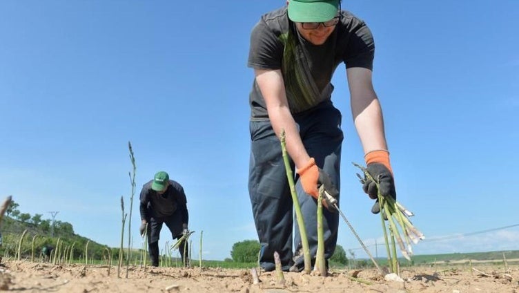 Empleo en Córdoba: una empresa busca 54 peones agrícolas para trabajar en Almodóvar del Río