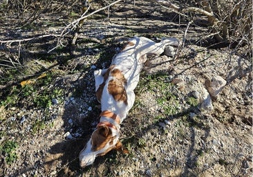 Un guardia de caza de Granada mata a un perro, le quita el GPS, lo tira a una balsa y hace creer a su dueño que se ahogó