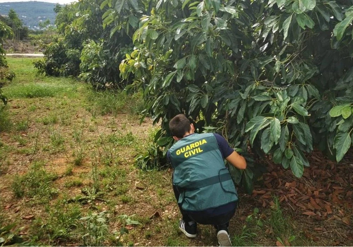 Los ladrones se colaban en las fincas cuando ya no había nadie trabajando