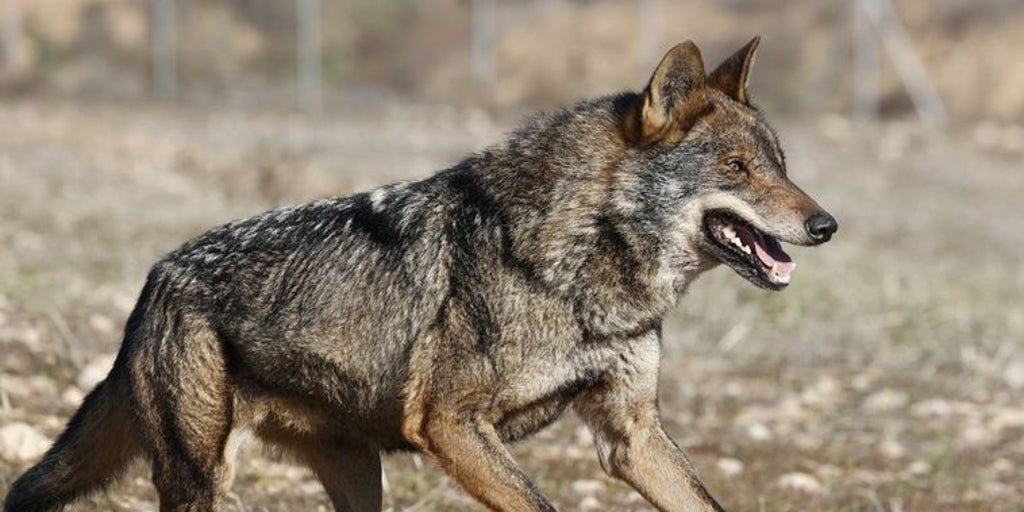 Las comunidades del PP iniciarán el procedimiento para obligar al Gobierno a rebajar la protección del lobo