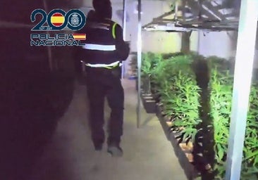 Desmantelada una plantación interior de marihuana con 1.350 plantas en la nave de un pueblo de Toledo