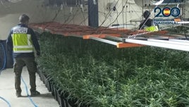 La Policía retira 2.280 plantas de marihuana del mercado negro en dos operaciones en Talavera y Mocejón