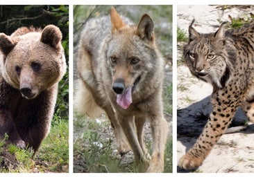 Palencia, único lugar con lobos, linces y osos, los grandes mamíferos protegidos